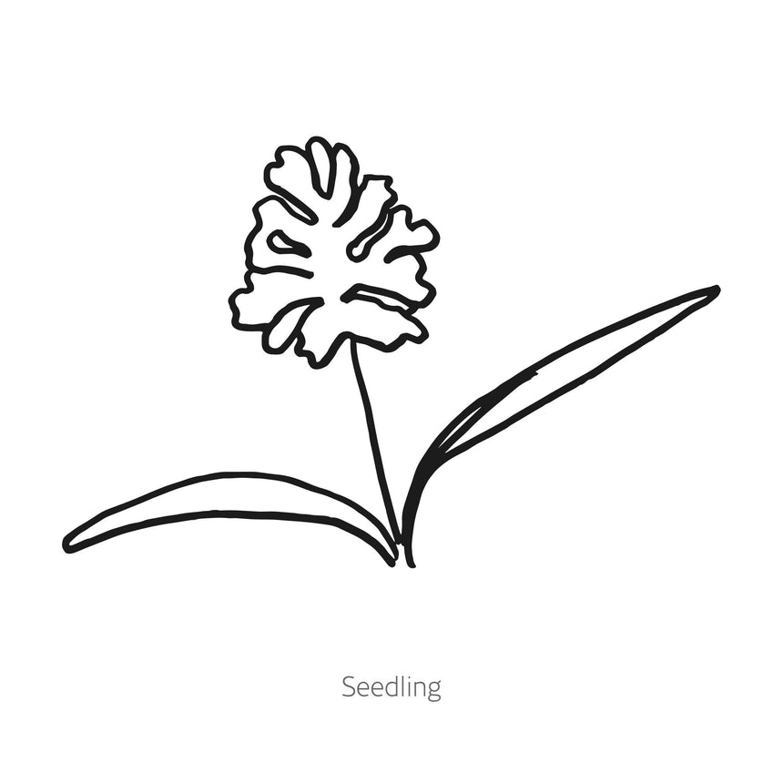 QIS® White Finch Orlaya Seeds