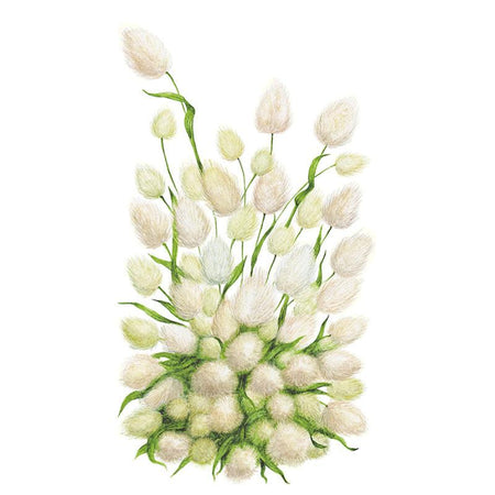 planting bunny tail seeds Bunny Tails Grass Seeds – Botanical Interests