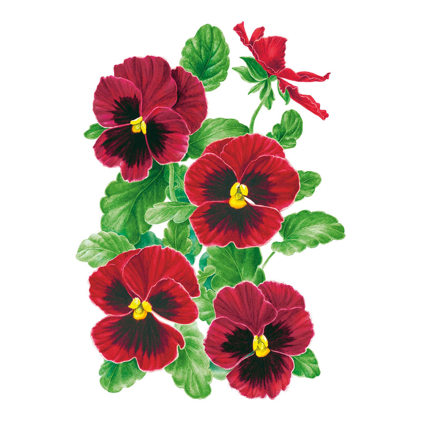 Matrix® Red Blotch Pansy Seeds