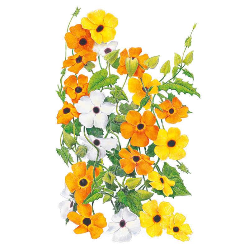 Botanical Interests Black Eyed Susan Vine Seeds - Thumbnail 2