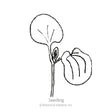 Black-Eyed Susan Vine Seeds
