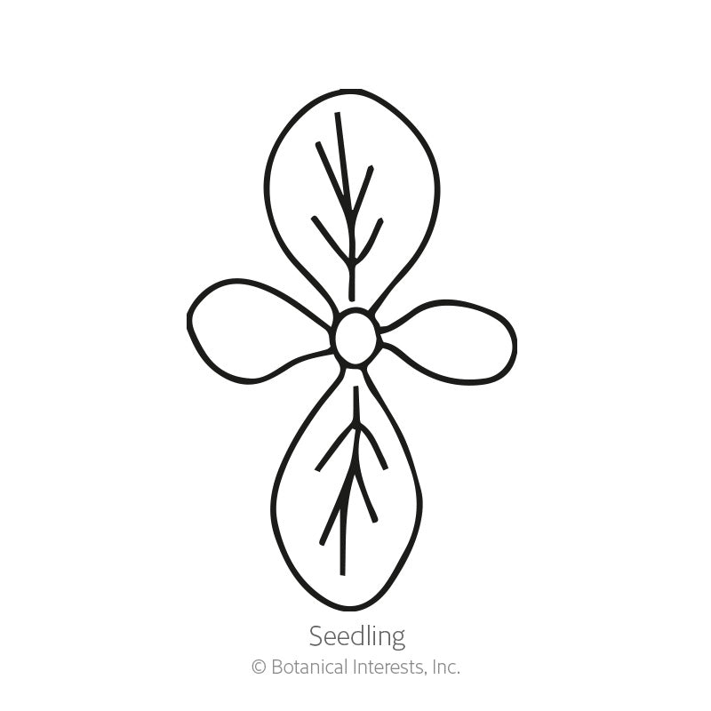 indian pipe plant seeds for sale Indian Peace Pipe Nicotiana Seeds