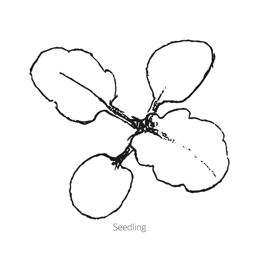Matrix® Rose Blotch Pansy Seeds