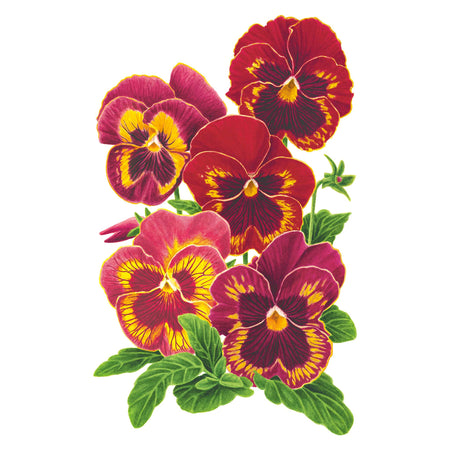 Panola® XP Rose Picotee Pansy Seeds – Botanical Interests