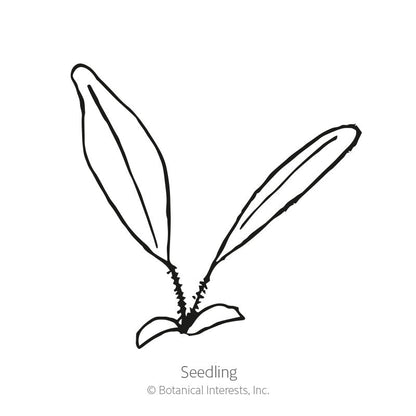 Goblin Gaillardia Seeds