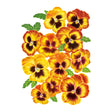 Matrix® Solar Flare Pansy Seeds