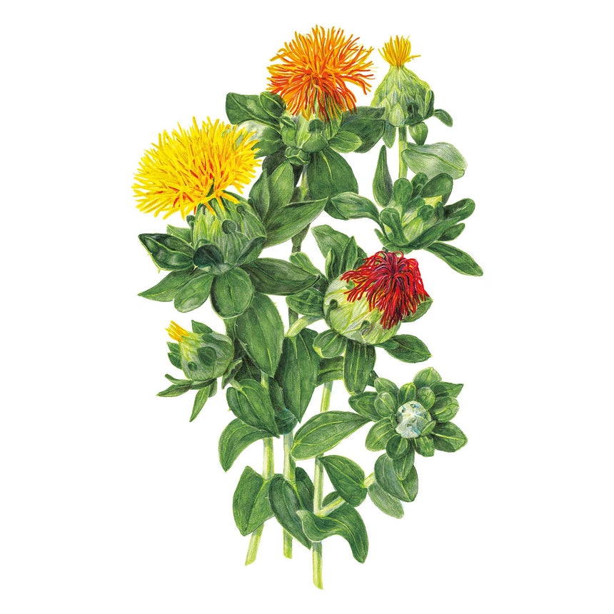 QIS® Zanzibar Safflower Seeds