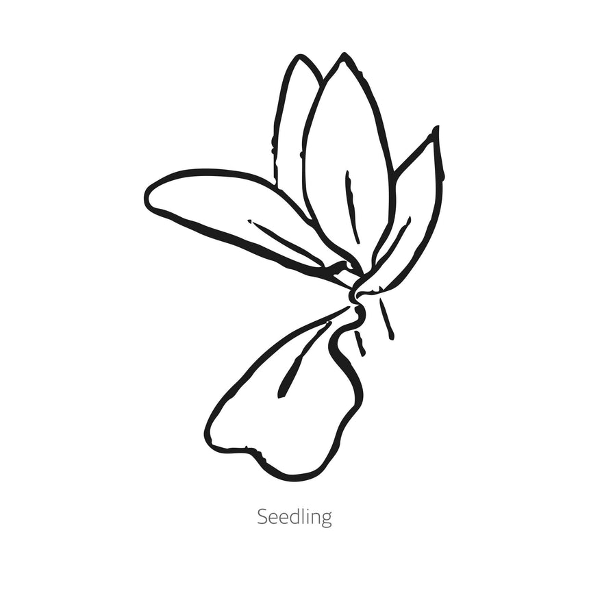 QIS® Zanzibar Safflower Seeds