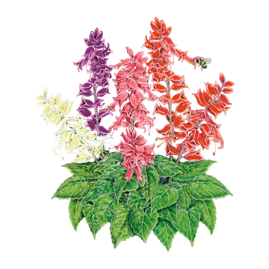 Estella Blend Salvia Seeds