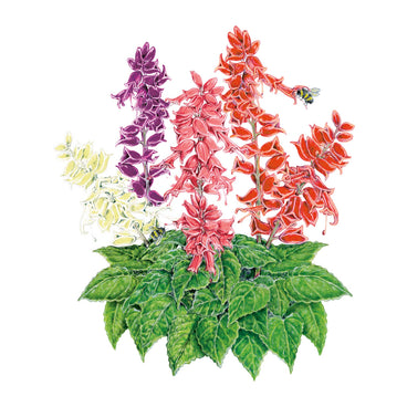 Estella Blend Salvia Seeds
