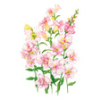 DoubleShot™ Appleblossom Snapdragon Seeds