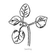 DoubleShot™ Appleblossom Snapdragon Seeds