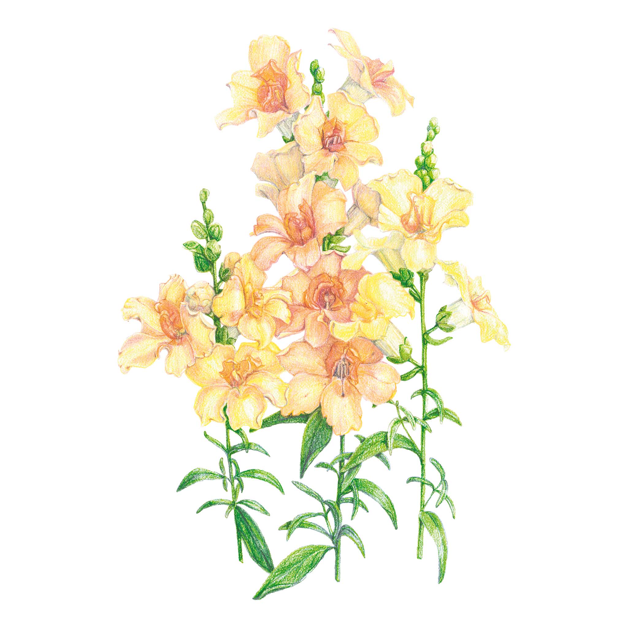 DoubleShot™ Peach Snapdragon Seeds – Botanical Interests
