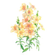 DoubleShot™ Peach Snapdragon Seeds