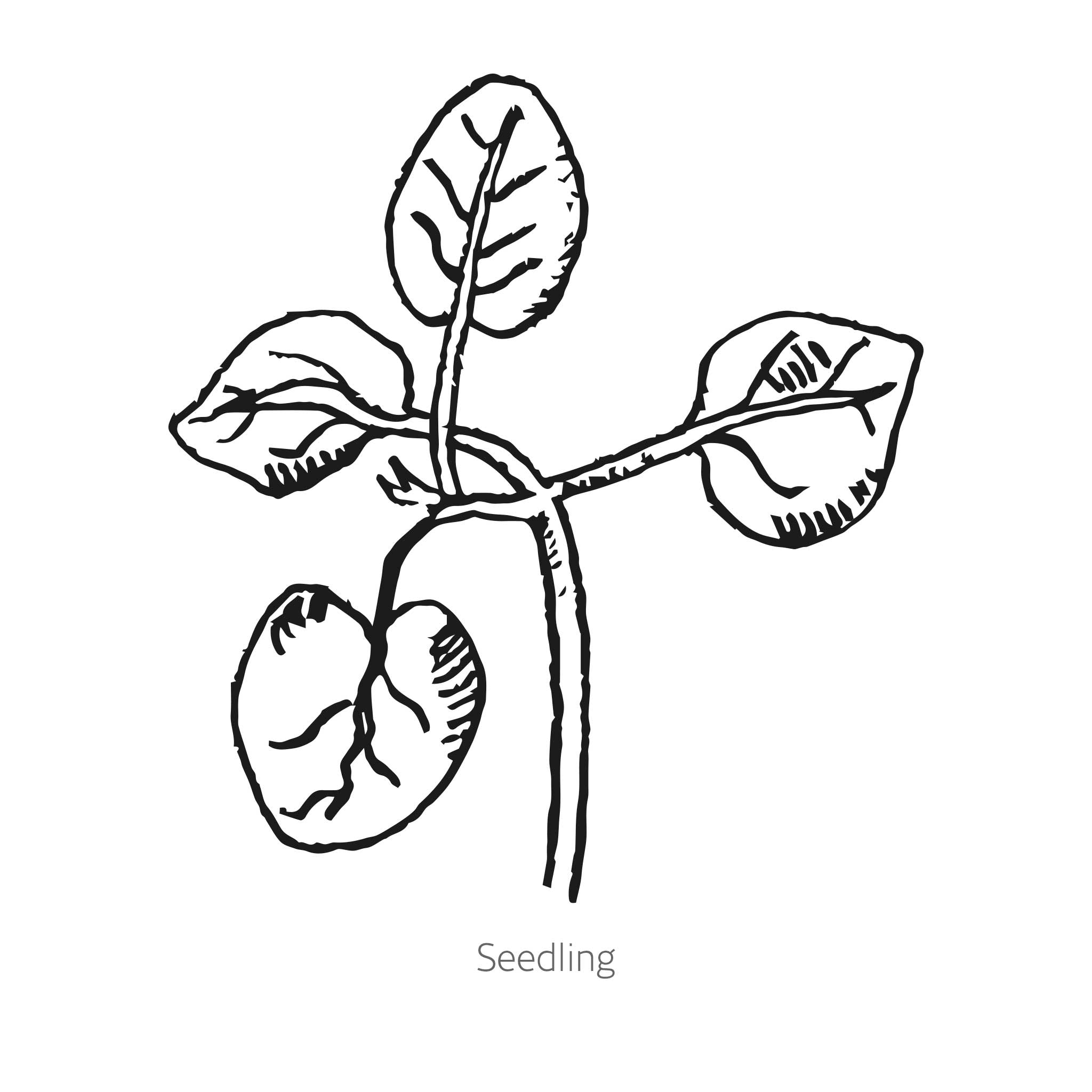 DoubleShot™ Peach Snapdragon Seeds – Botanical Interests
