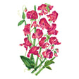 Elegance Lipstick Sweet Pea Seeds