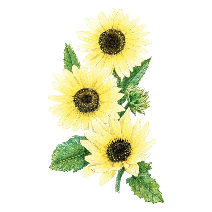 common ice plant seeds Vanilla Ice Sunflower Seeds