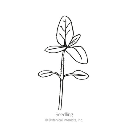 Vanilla Ice Sunflower Seeds