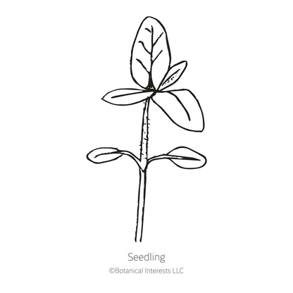 Vanilla Ice Sunflower Seeds