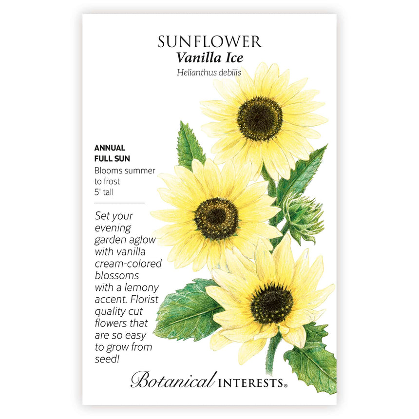sunflower seeds for planting Vanilla Ice Sunflower Seeds