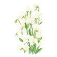 Spencer Ice Cream Sweet Pea Seeds
