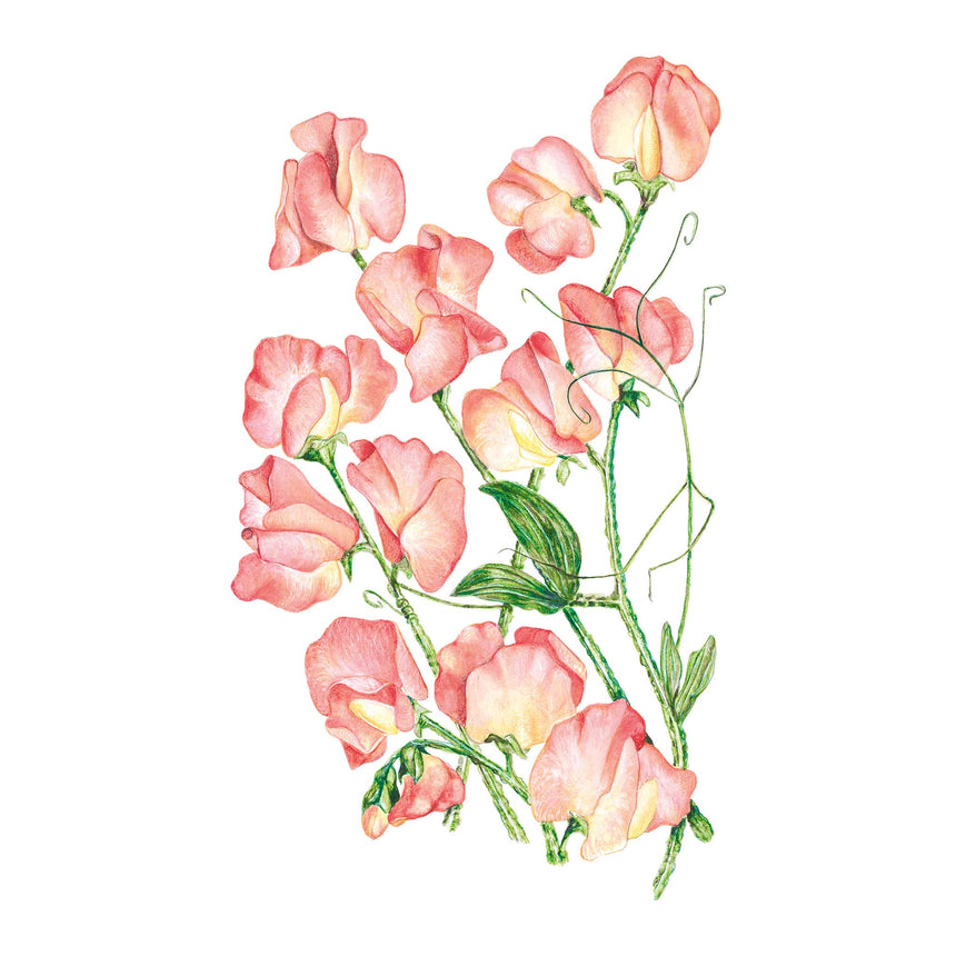 Spencer Princess Elizabeth Sweet Pea Seeds