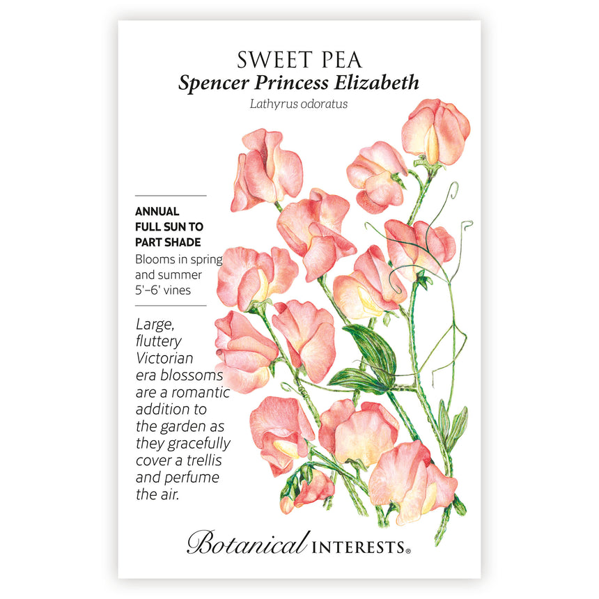 Spencer Princess Elizabeth Sweet Pea Seeds