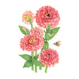 Coral Zinnia Seeds
