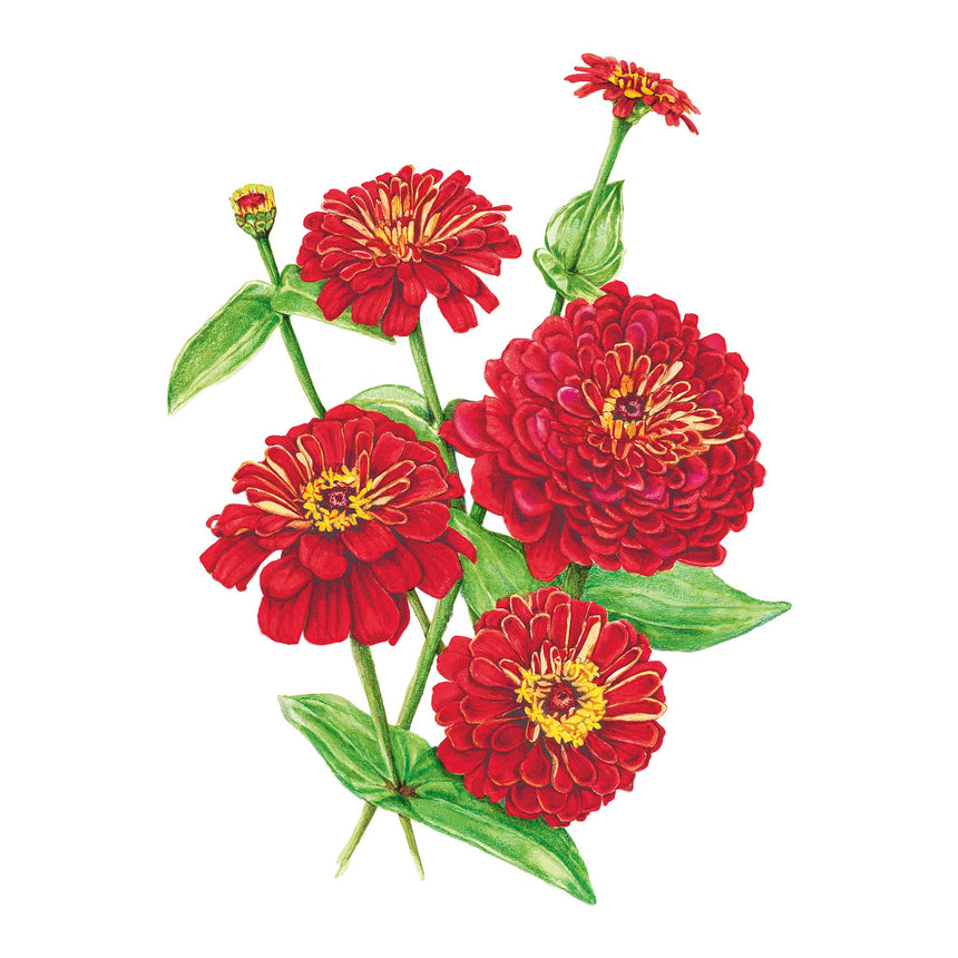 Meteor Zinnia Seeds