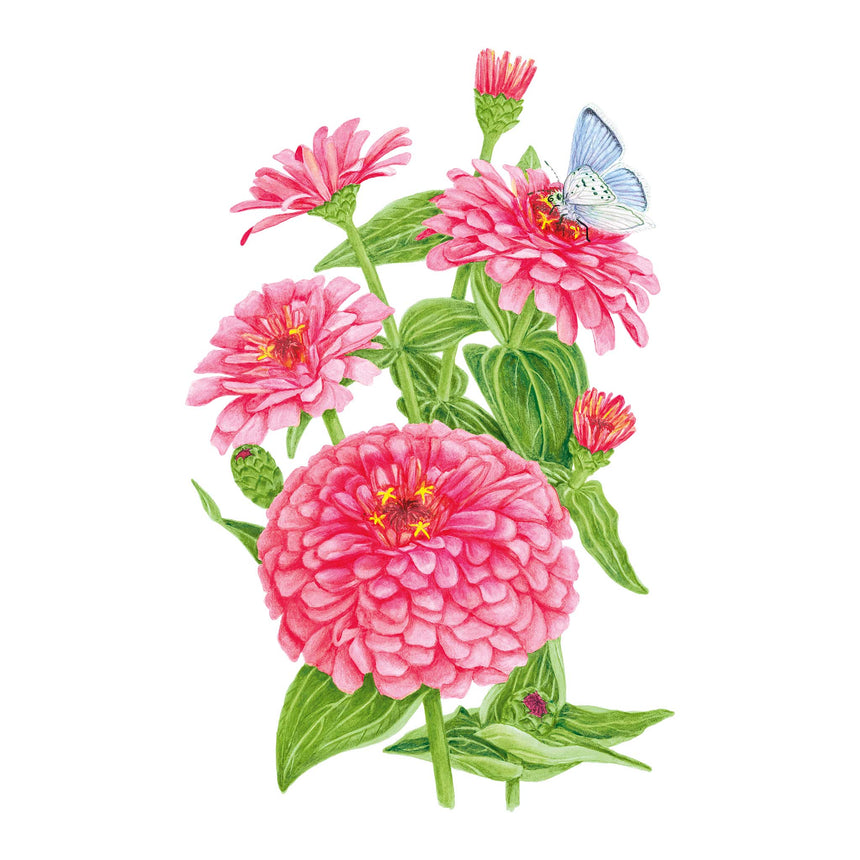 Rose Zinnia Seeds