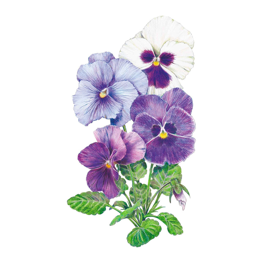 pansy seeds from plants Got the Blues Pansy Seeds