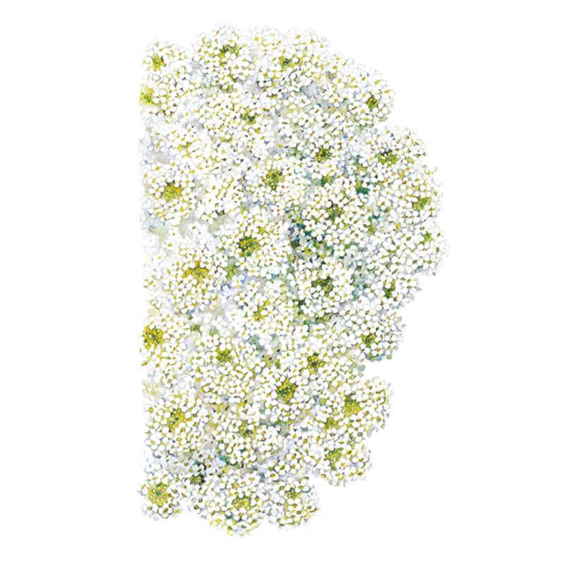 Tiny Tim Sweet Alyssum Seeds