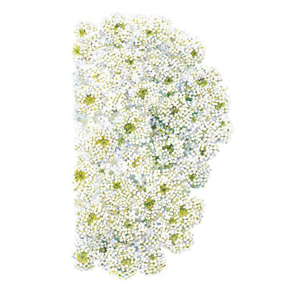 Tiny Tim Sweet Alyssum Seeds