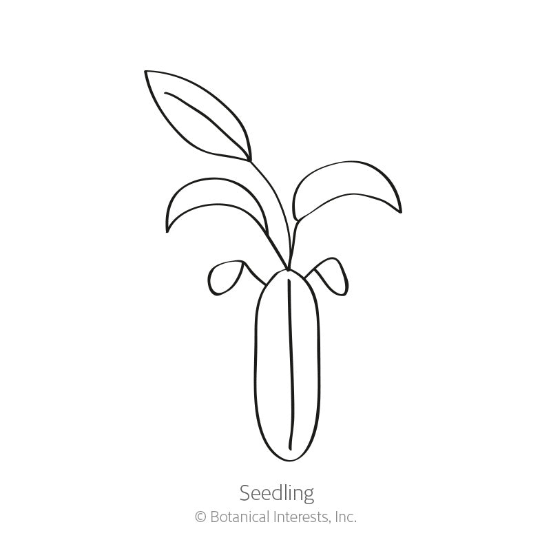 Tiny Tim Sweet Alyssum Seeds