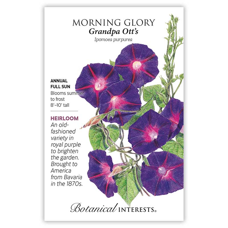 where are the seeds in morning glory Grandpa Ott's Morning Glory Seeds – Botanical Interests