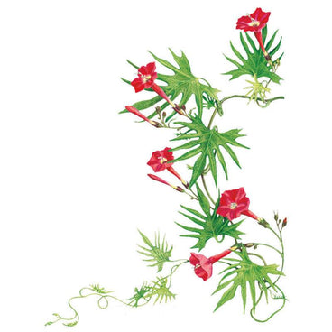 climber flower seeds Cardinal Climber Seeds – Botanical Interests