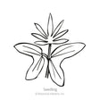 Cardinal Climber Seeds