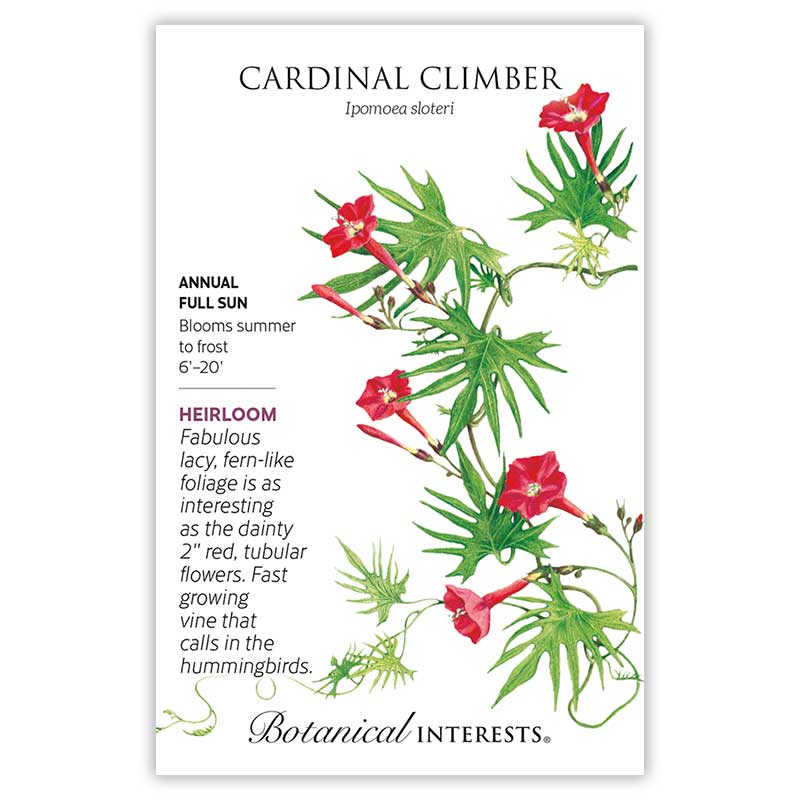 annual climbing flower seeds Cardinal Climber Seeds – Botanical Interests