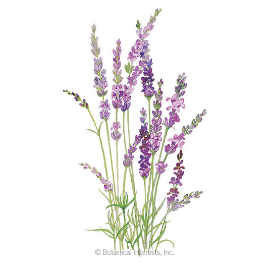 Lavender Seeds – Botanical Interests