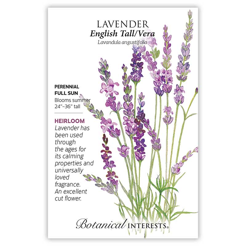 lavender flower height English Tall/Vera Lavender Seeds
