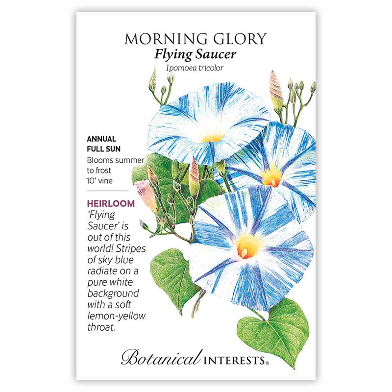 morning glory seeds hallucinogen Flying Saucer Morning Glory Seeds – Botanical Interests