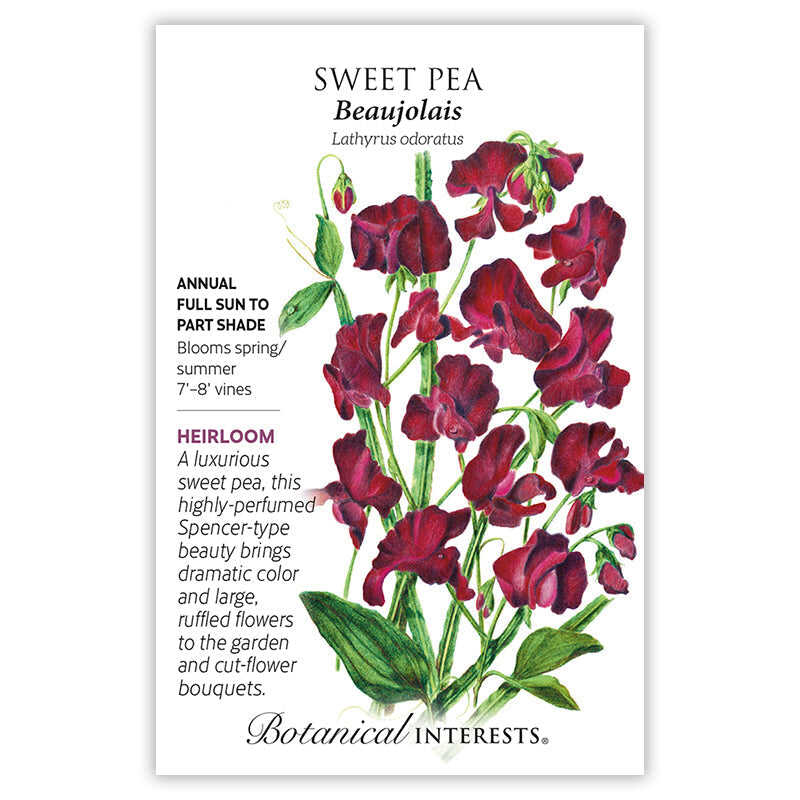 sweet pea flower seeds Beaujolais Sweet Pea Seeds