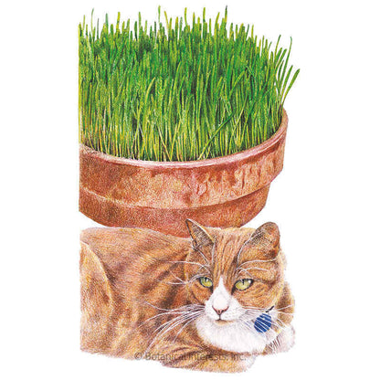Cat Grass Seeds – Botanical Interests - Main Image