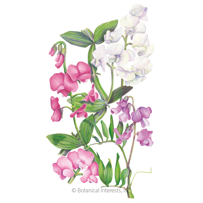 Perennial Blend Sweet Pea Seeds