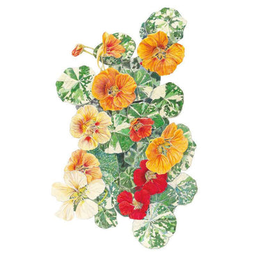 variegated plant seeds Alaska Variegated Nasturtium Seeds – Botanical Interests
