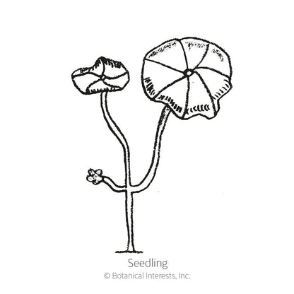 Alaska Variegated Nasturtium Seeds