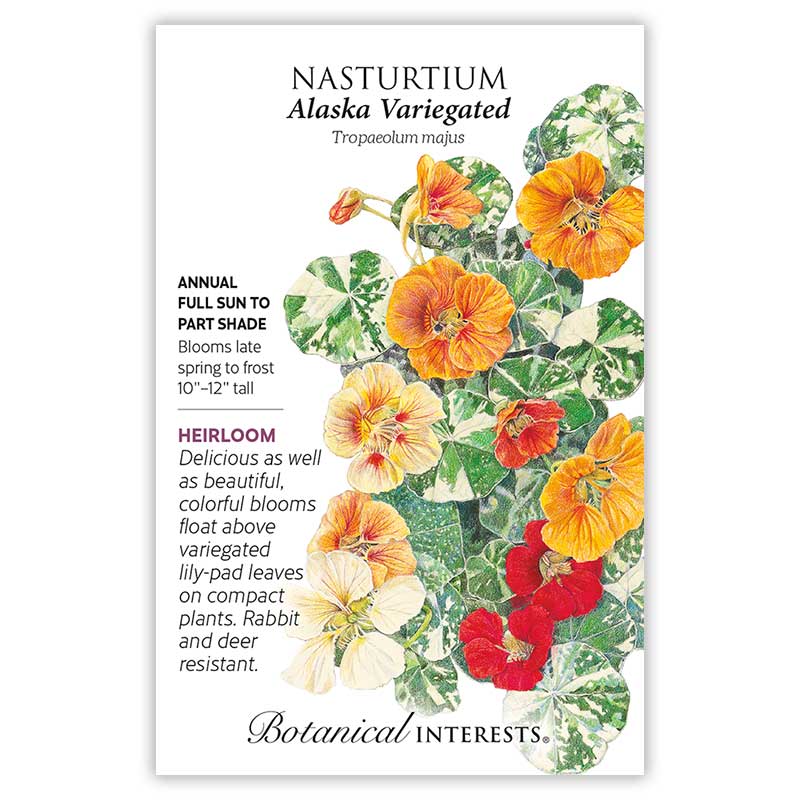 plant nasturtium seeds Alaska Variegated Nasturtium Seeds – Botanical Interests