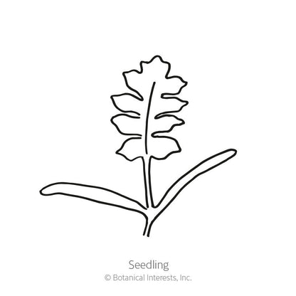 Shirley Single Blend Corn Poppy Seeds