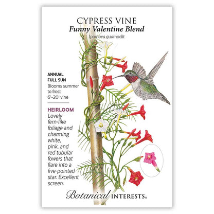 Funny Valentine Blend Cypress Vine Seeds