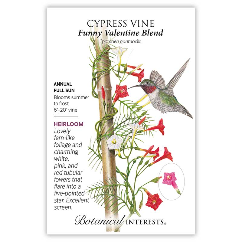 Funny Valentine Blend Cypress Vine Seeds